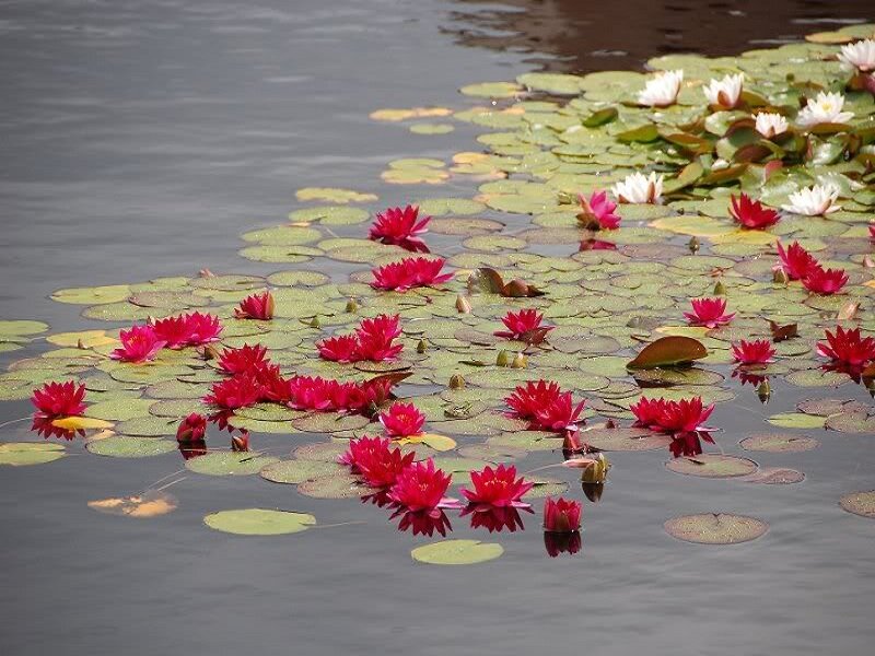 Red Water Lilies on Pond — Serene