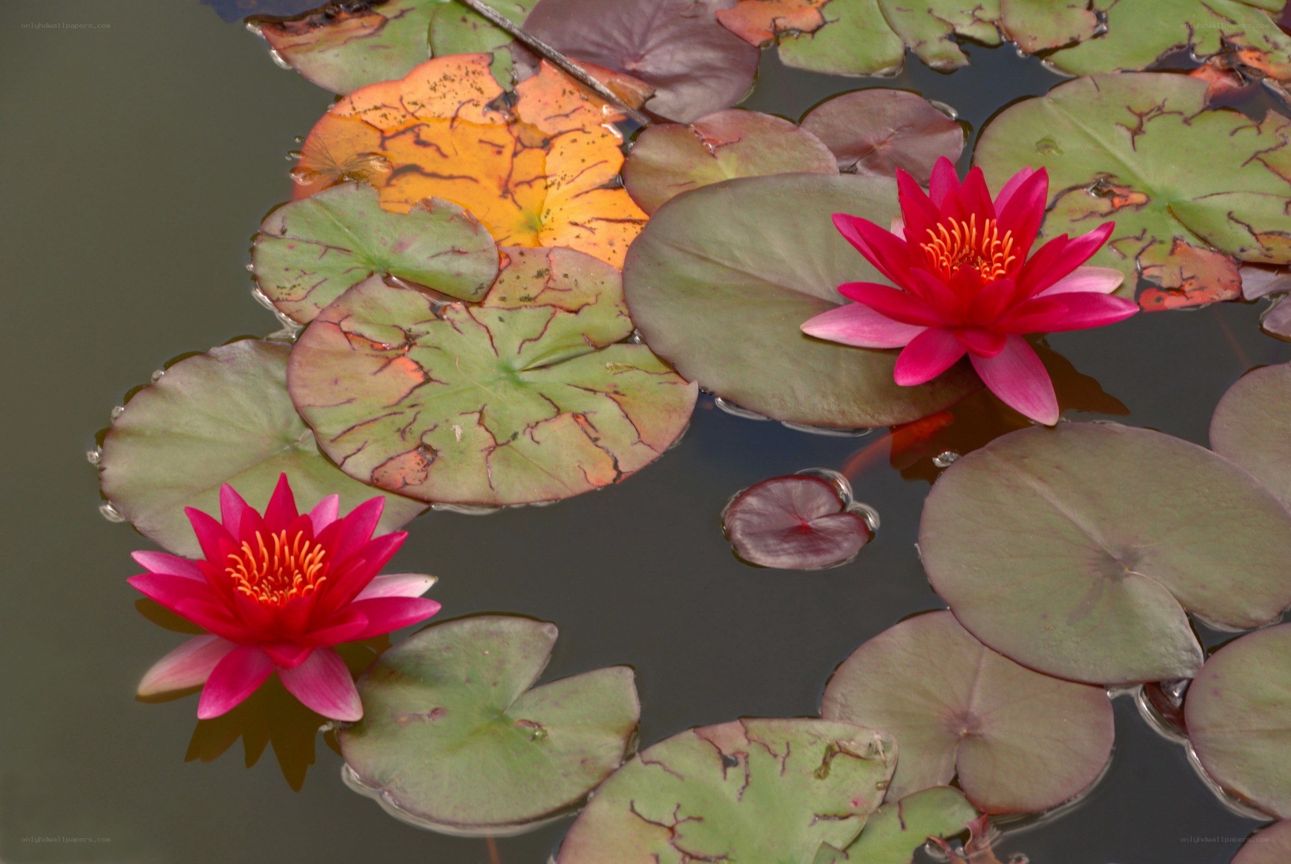 Red water lilies on pond