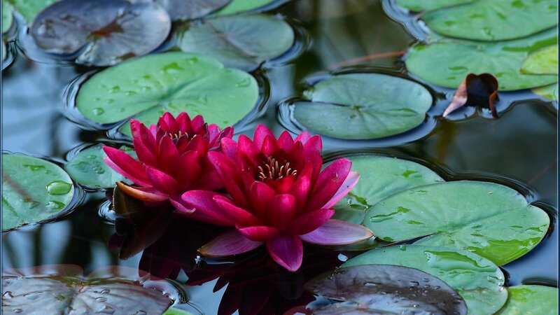 Red Water Lilies — Serene, Afternoon, Photograph, Lily Pads, Pond