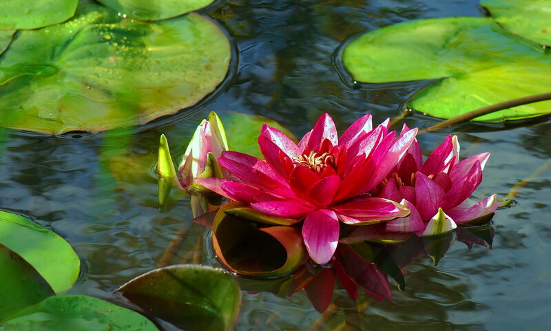 Red Water Lilies — Serene, Afternoon, Photograph, Lily Pads
