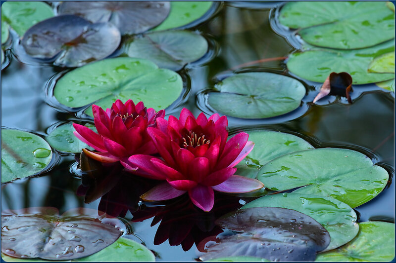 Red Water Lilies — Serene, Afternoon