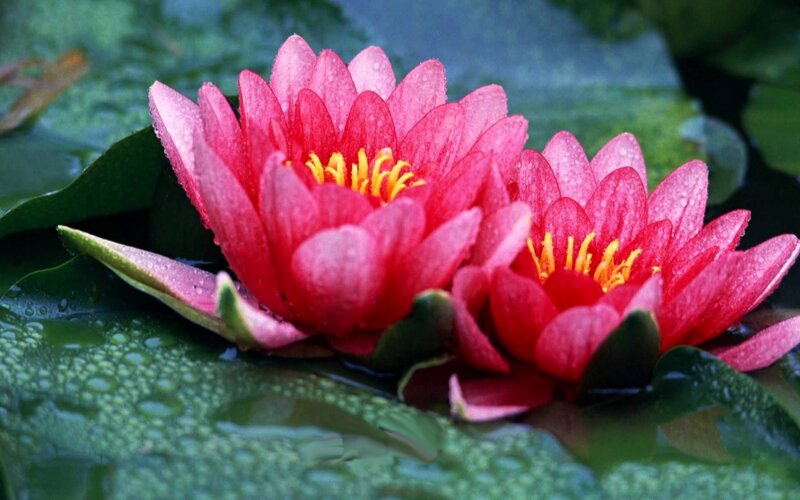 Red Water Lilies — Serene, Morning