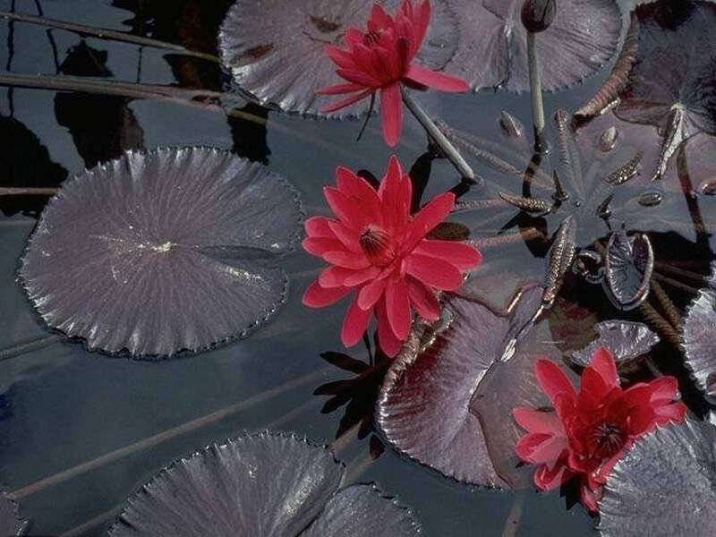 Red Water Lilies — Serene, Photograph