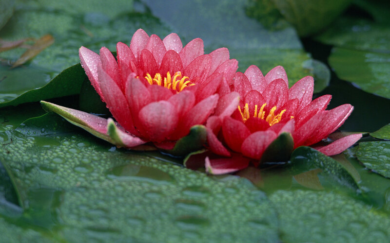 Red Water Lilies — Serene
