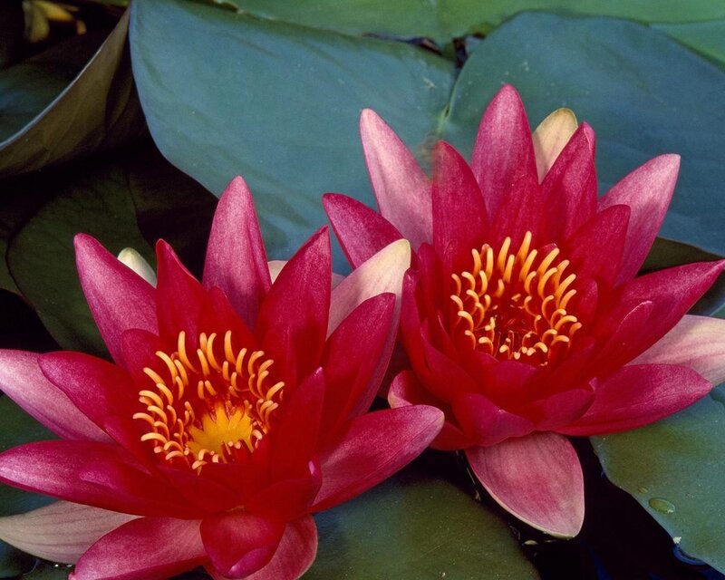 Red Water Lilies