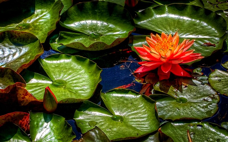 Red Water Lily Flower — Green