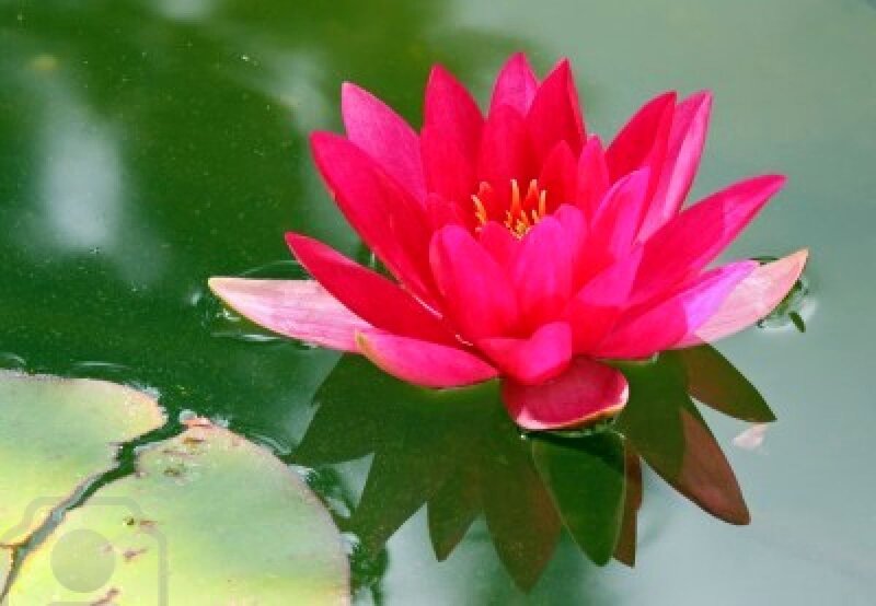 Red Water Lily Flower — Pink