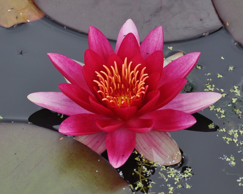 Red Water Lily Flower — Serene, Afternoon