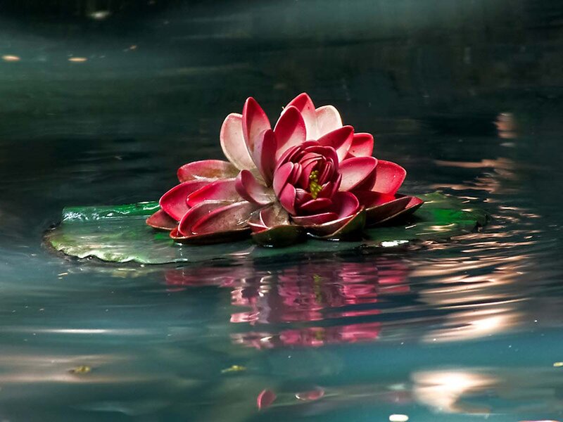 Red Water Lily Flower — Serene, Photograph