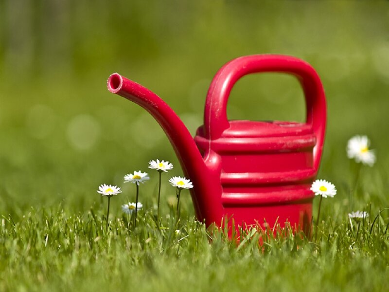 Red Watering Can — Green