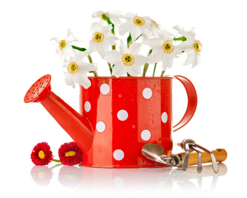 Red Watering Can with Flowers