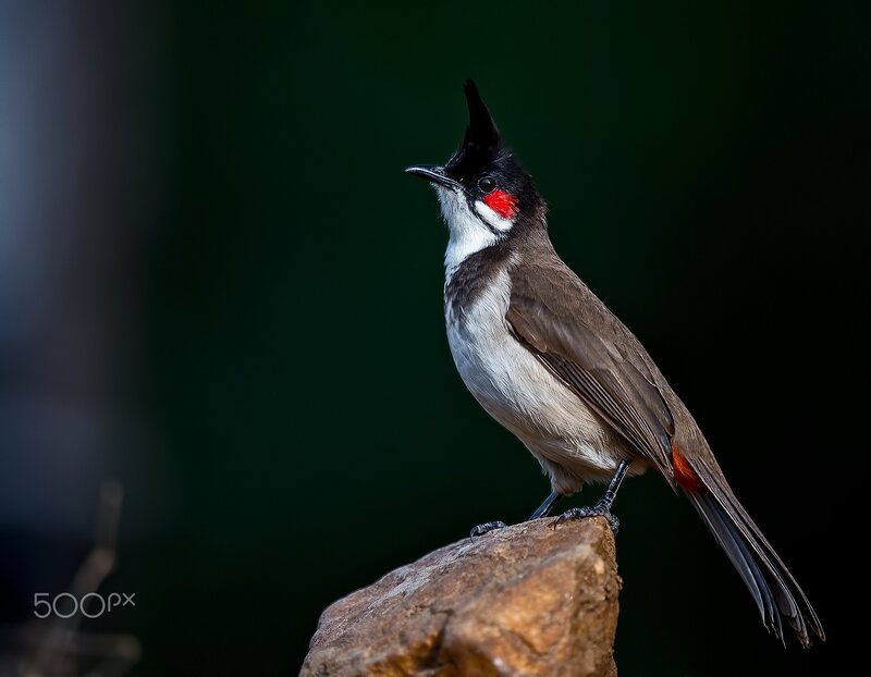 Red-whiskered Bulbul — Black, Dramatic