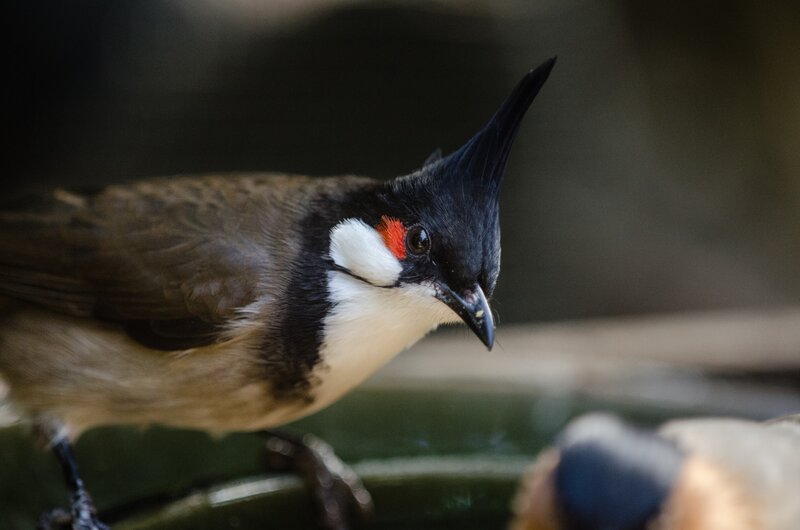 Red-whiskered Bulbul — Black