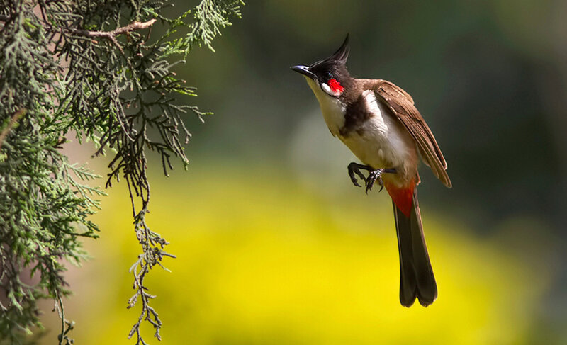 Red-whiskered Bulbul
