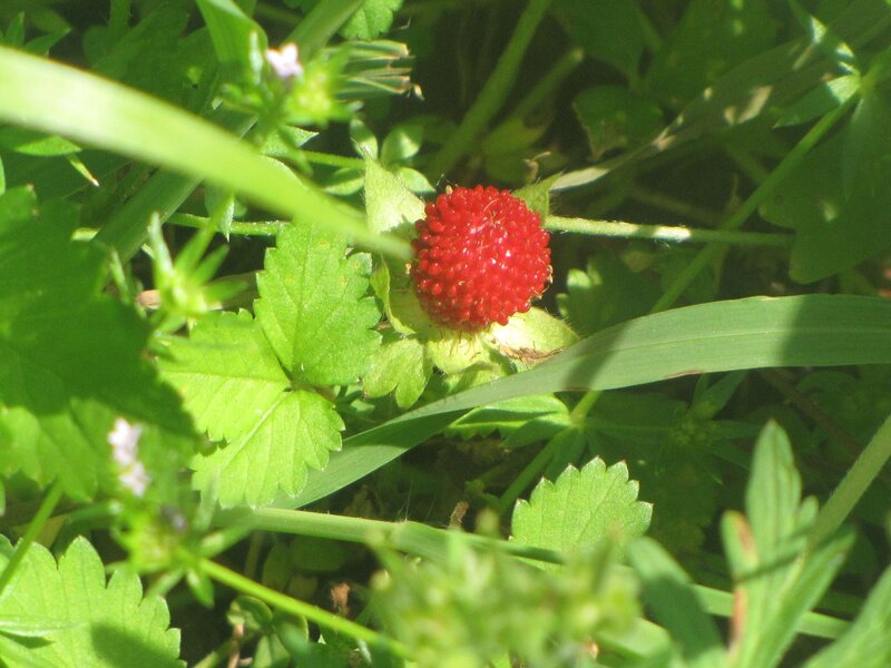 Red Wild Strawberry