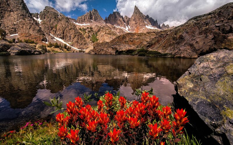 Red Wildflowers by Lake — Serene
