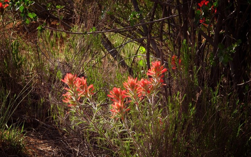 Red wildflowers in a bush