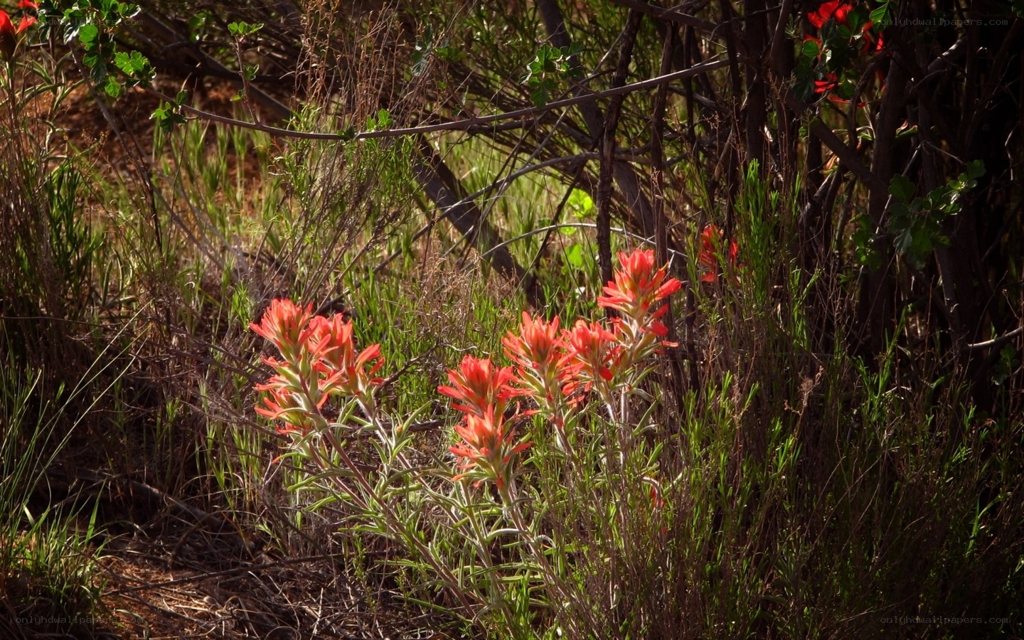 Red wildflowers in a bush