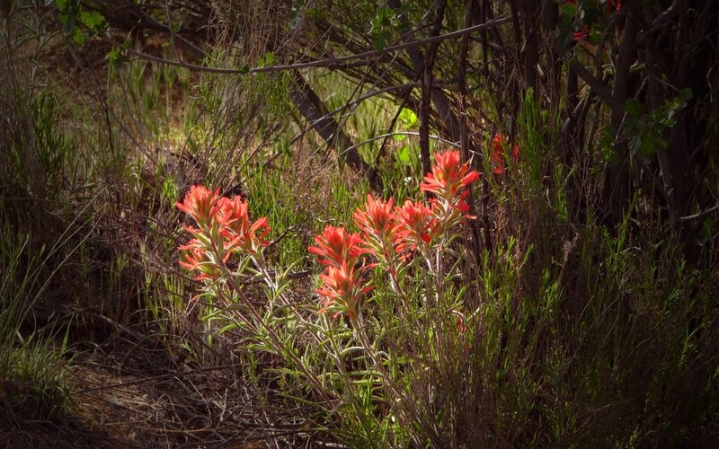 Red wildflowers in a sunny field