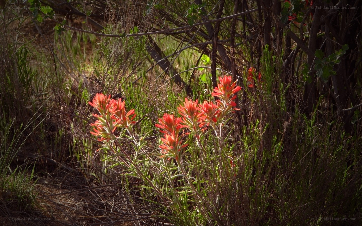 Red wildflowers in a sunny field