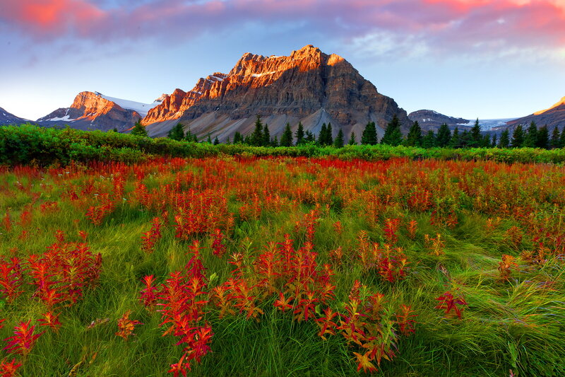 Red Wildflowers in Field — Green