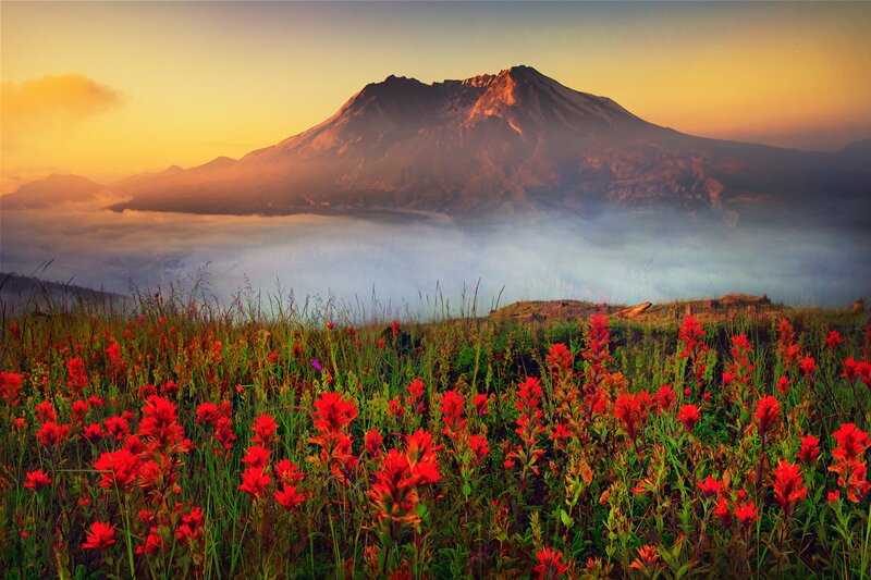 Red Wildflowers in Field — Serene