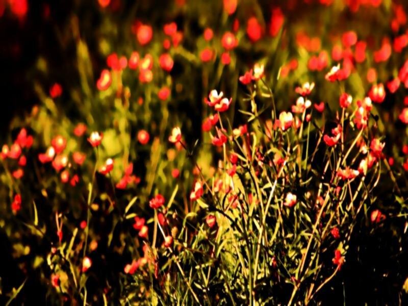 Red Wildflowers in Field