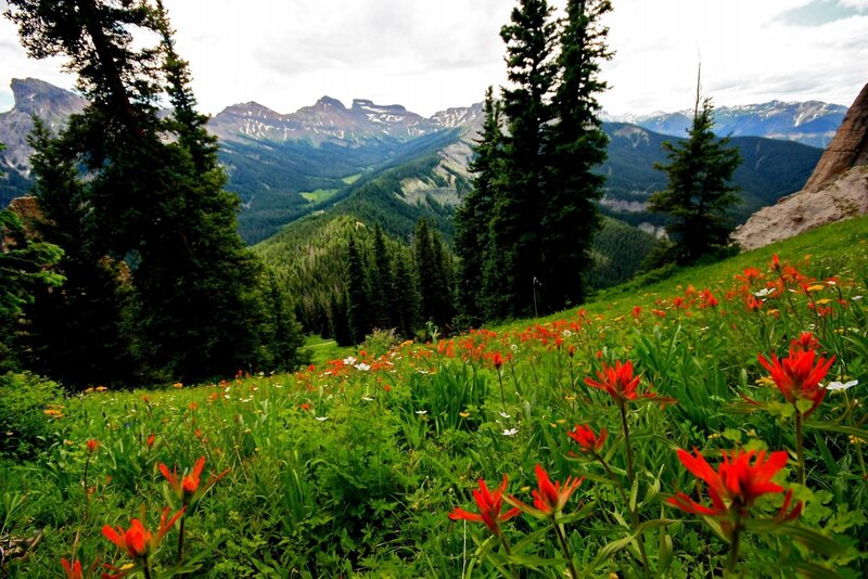 Red Wildflowers in Meadow — Green, Serene, Summer, Photograph