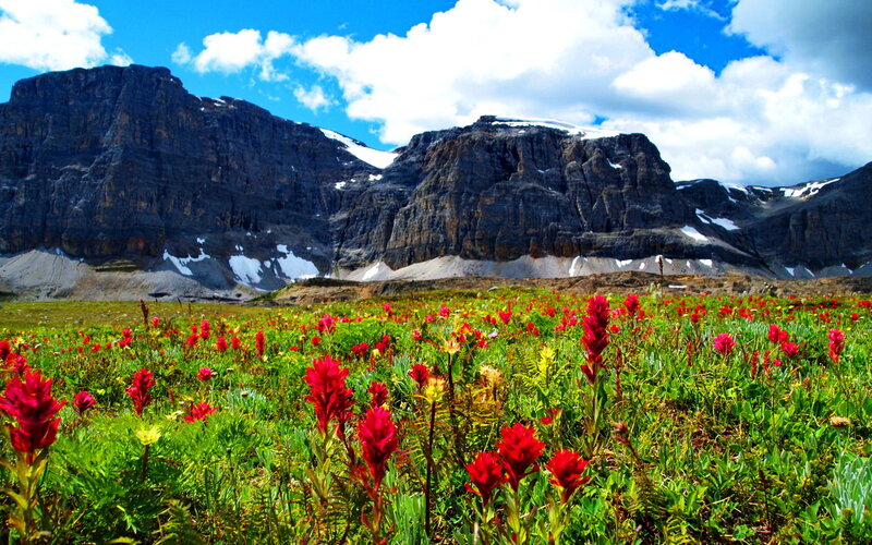 Red Wildflowers in Meadow — Green, Serene