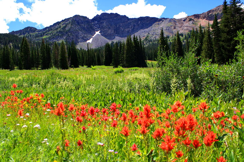 Red Wildflowers in Meadow — Green
