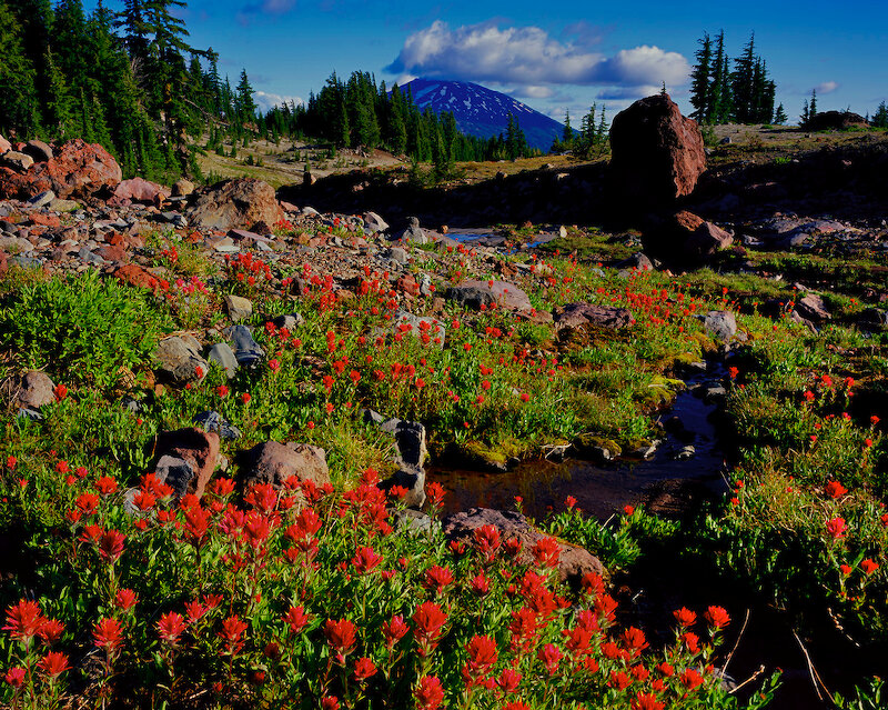 Red Wildflowers in Meadow