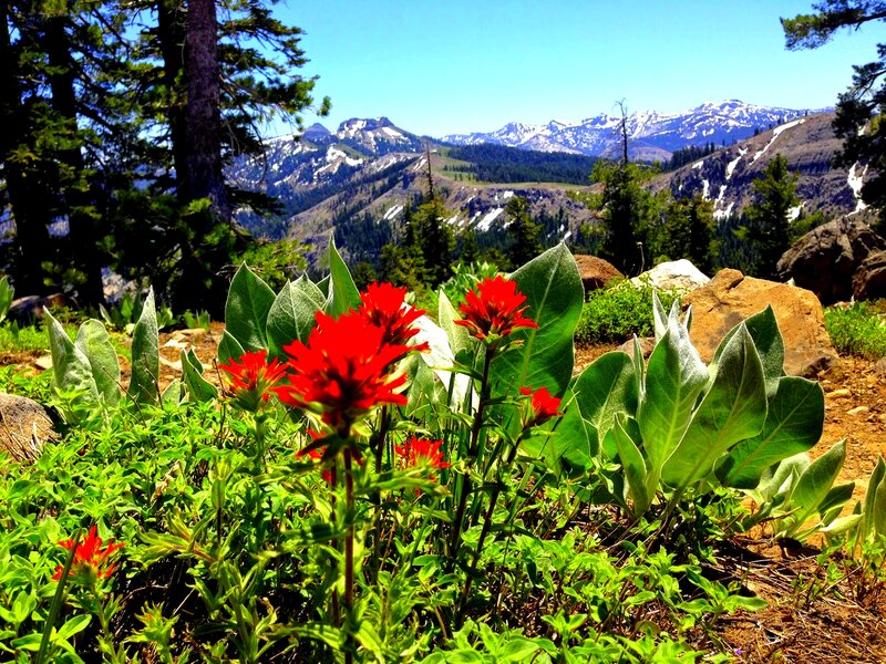 Red Wildflowers in Mountains