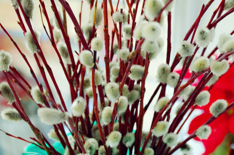 Red Willow Branches