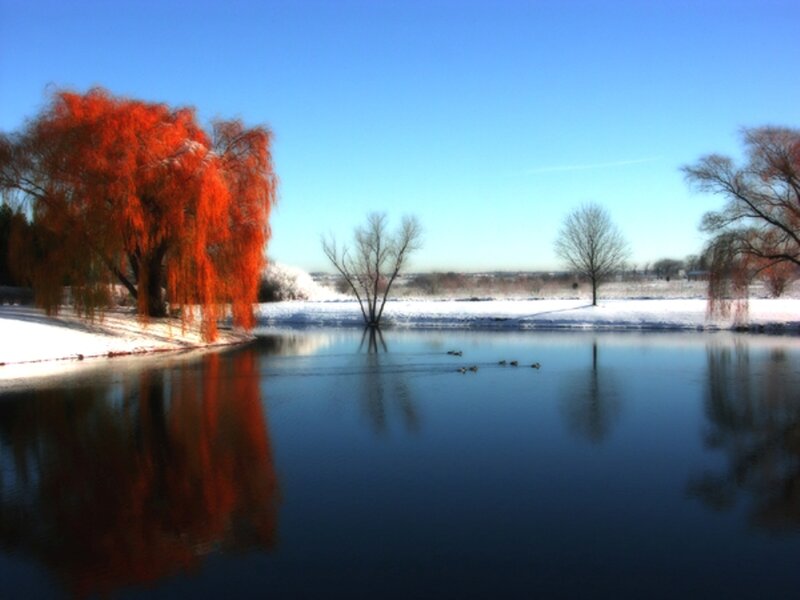 Red Willow Tree by Pond — Blue