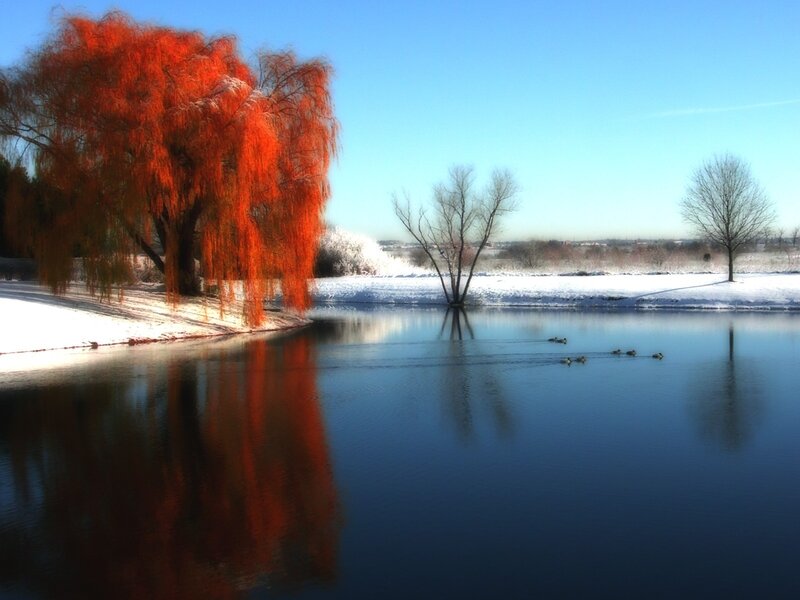 Red Willow Tree by Pond