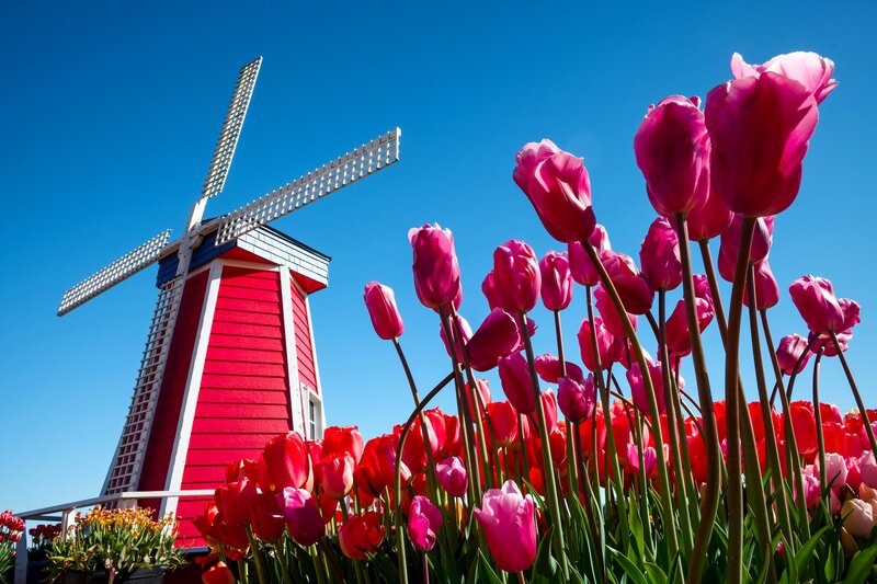 Red Windmill with Tulips