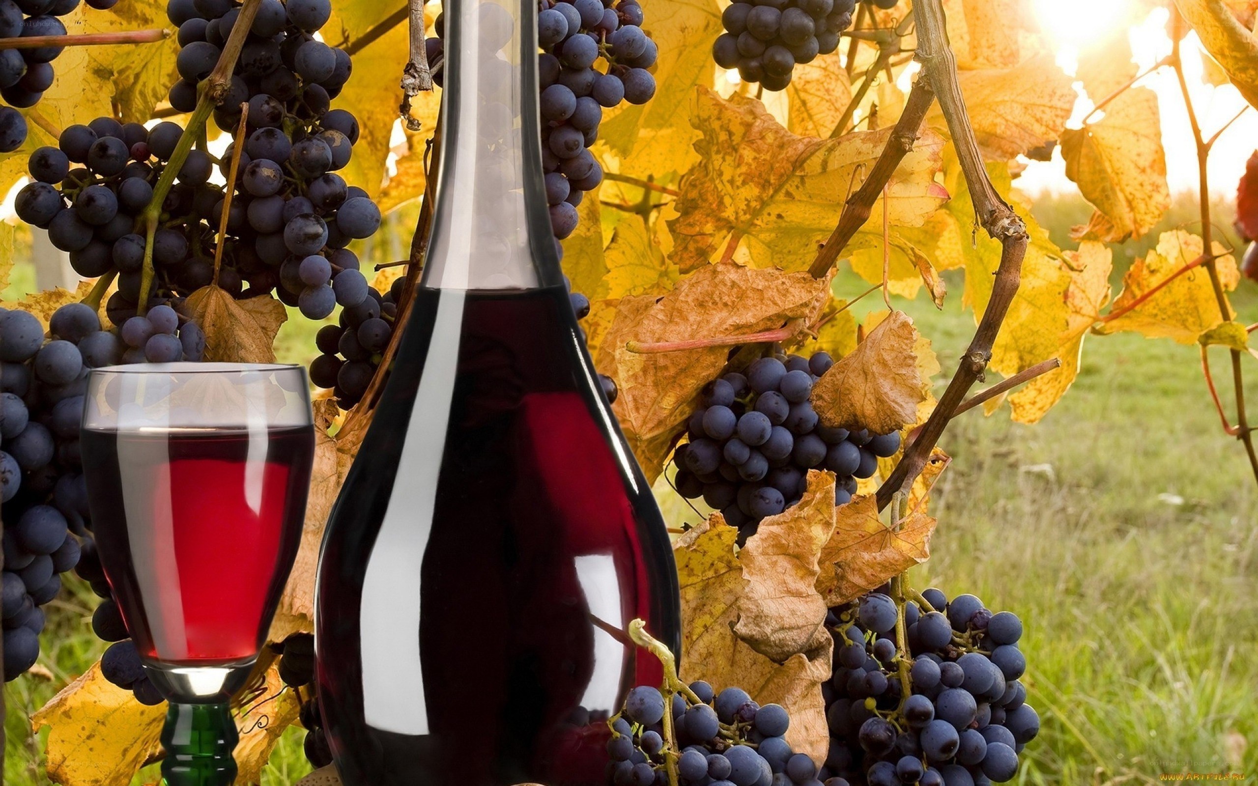 Red wine and grapes in vineyard