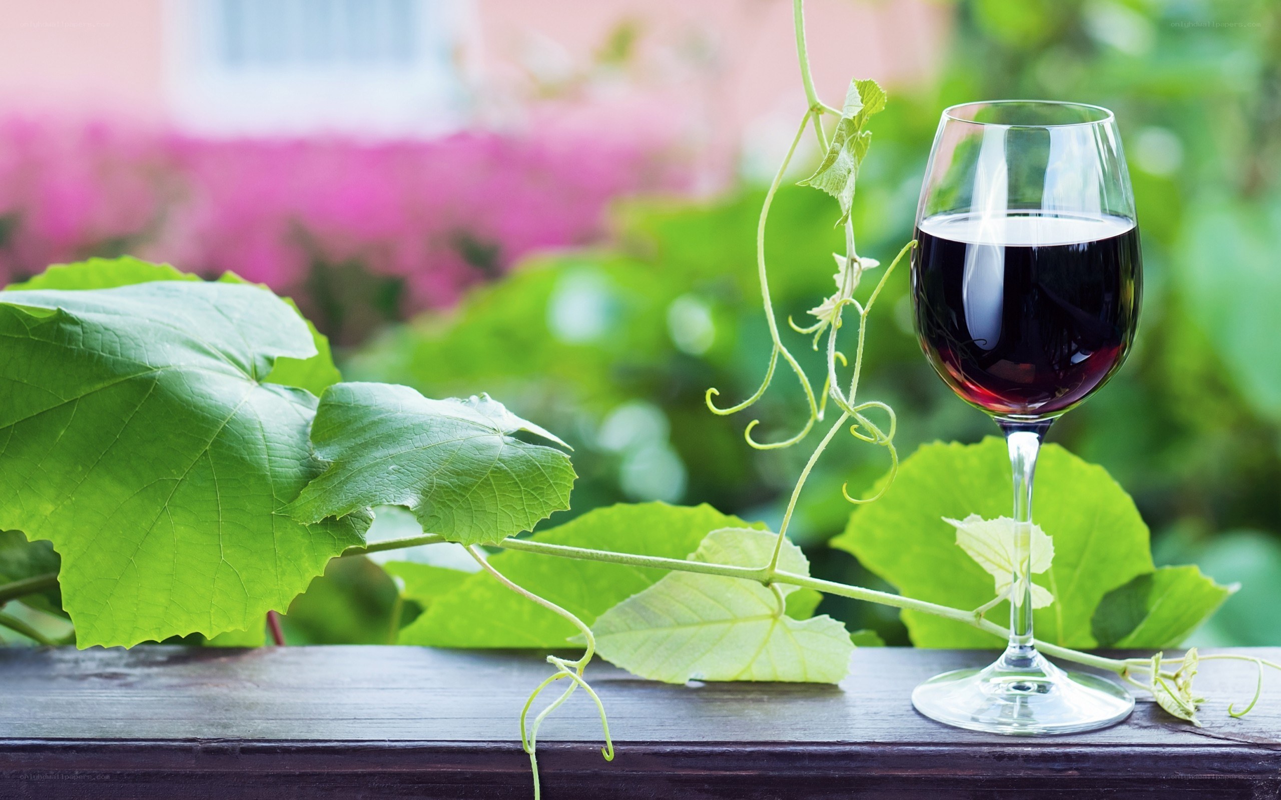 Red wine with grapevine leaves