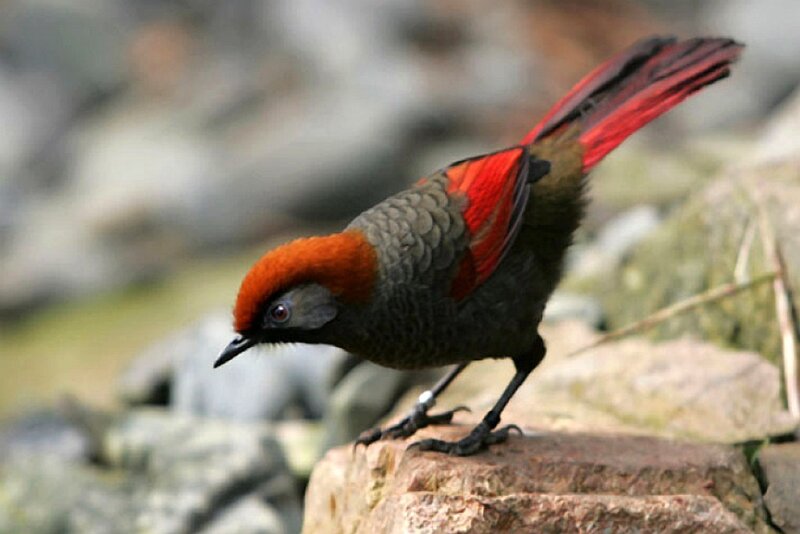 Red-winged Bird on Rock