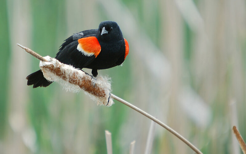 Red-winged Blackbird — Black, Calm, Photograph