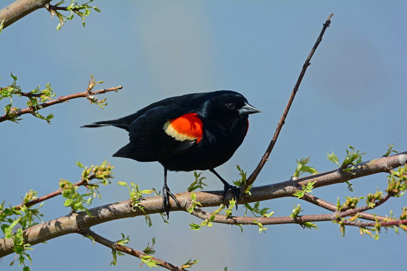 Red-winged Blackbird — Black, Calm, Spring, Photograph, Branch