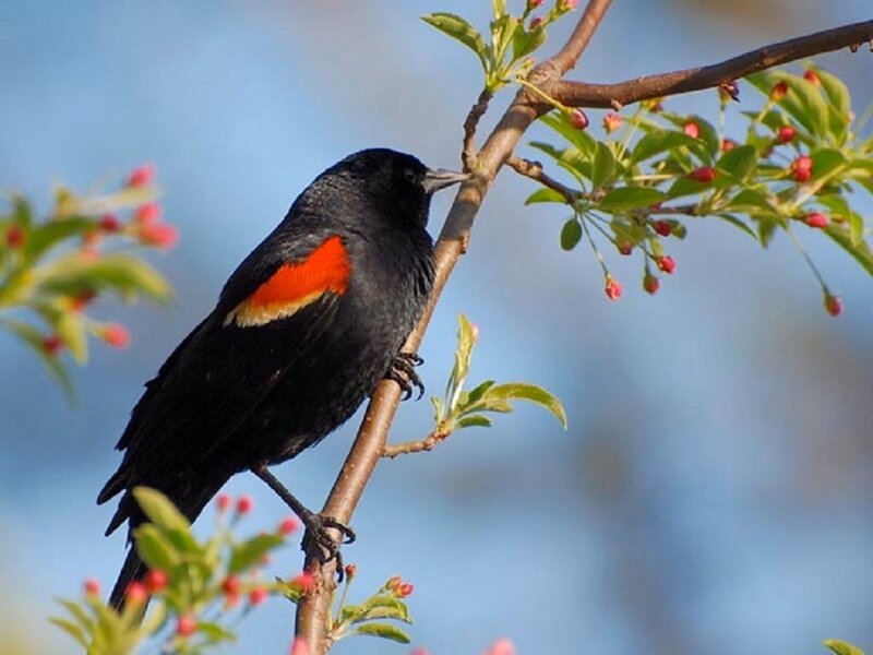 Red-winged Blackbird — Black, Calm, Spring, Photograph