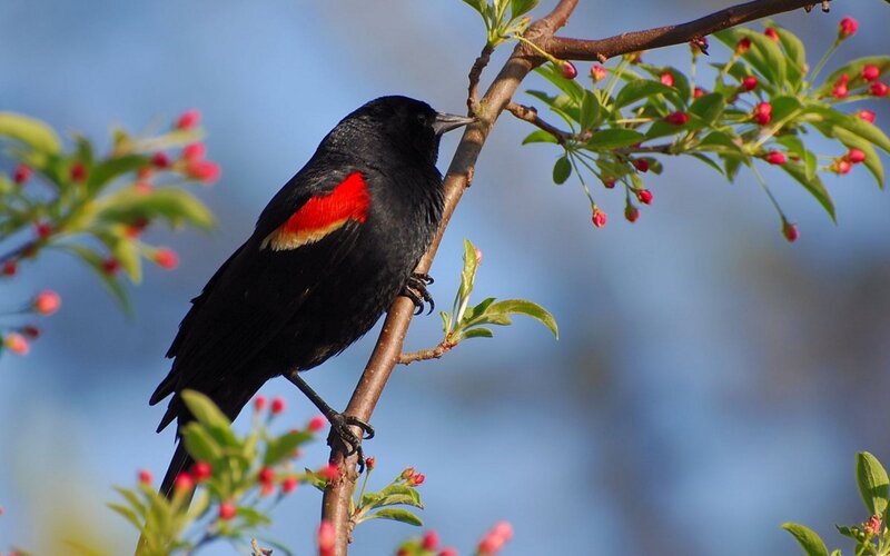 Red-winged Blackbird — Black, Calm, Spring