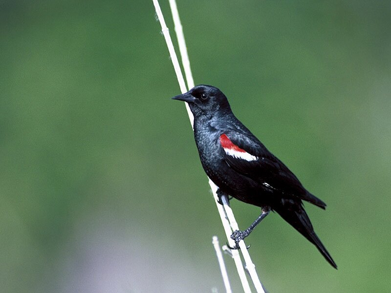 Red-winged Blackbird — Black, Calm
