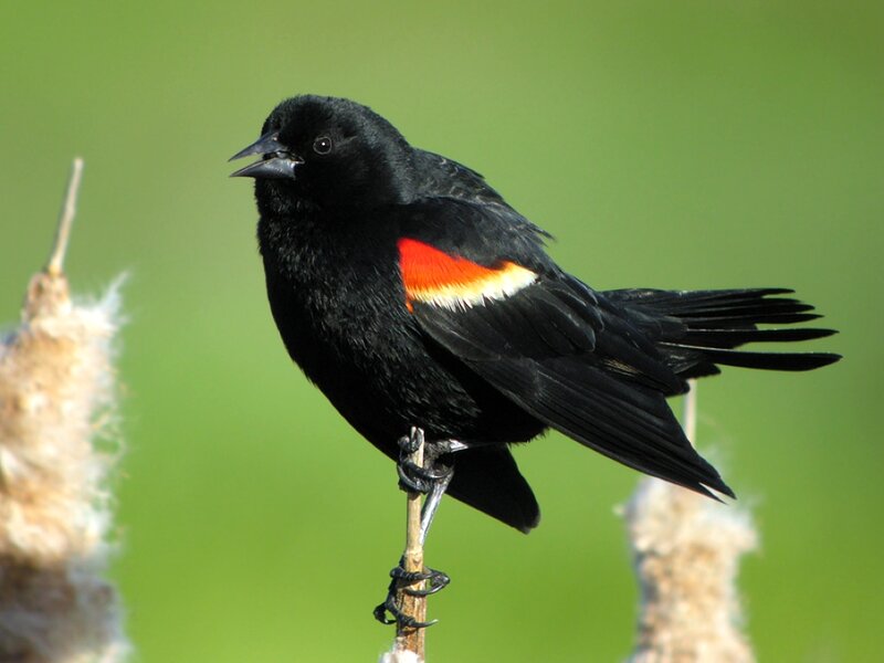 Red-winged Blackbird — Black, Natural