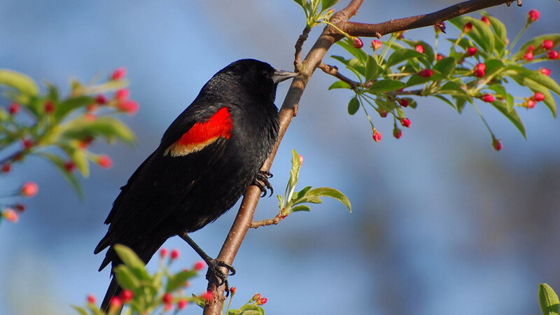Red-winged Blackbird — Black