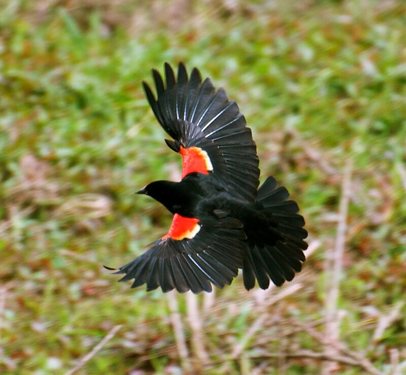 Red-winged Blackbird in Flight