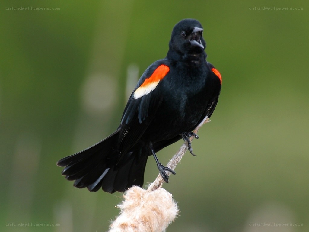Red-winged blackbird on a reed