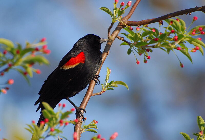 Red-winged blackbird on branch