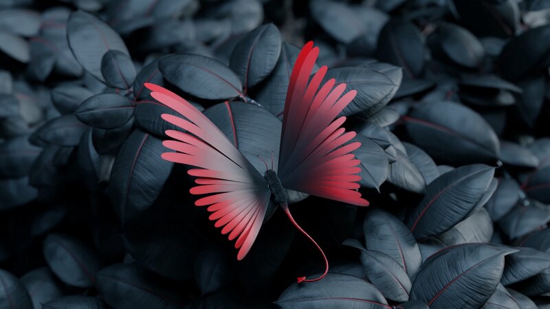 Red-winged Butterfly